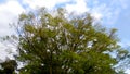 Sky, and Tree in Nijo Castle, Japan ; Ã¤ÂºÅÃ¦Â¢ÂÃ¥Å¸Å½